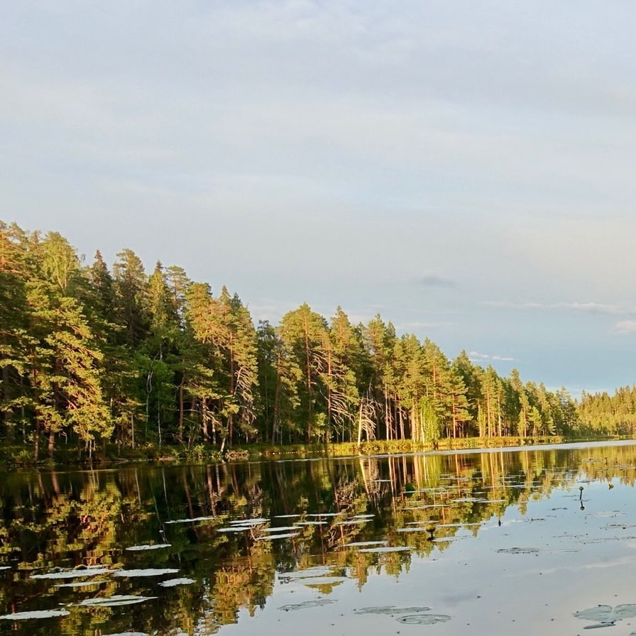 Aarnimetsän taika ruskavaellus seitsemisessä korpi outdoors